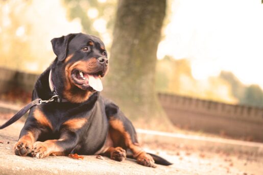 Rottweiler - Foto de Matthias Zomer: https://www.pexels.com/es-es/foto/perro-de-pelaje-corto-negro-y-marron-tirado-en-el-suelo-68798/