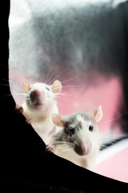 Ratas domésticas - Foto propiedad de: Foto de Nikolett Emmert: https://www.pexels.com/es-es/foto/animal-roedor-bigotes-fotografia-de-animales-15119328/