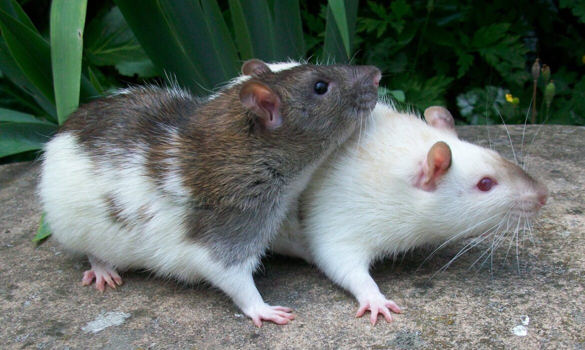 Ratas domésticas - Foto propiedad de: Brendan Christopher https://www.pexels.com/es-es/foto/roedores-fotografia-de-animales-ratones-ratas-10398545/