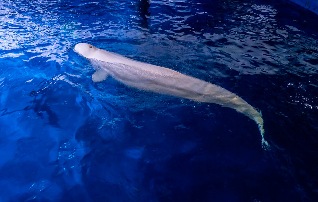Beluga rescatada aquarium -NDP 19 JUNIO 2024
