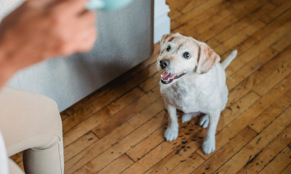 Foto de Samson Katt: https://www.pexels.com/es-es/foto/cachorro-de-pura-raza-sentado-en-el-suelo-y-mirando-atentamente-al-propietario-5255564/