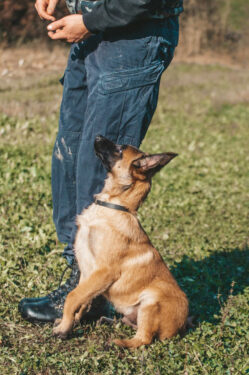 Adiestramiento canino - Foto de Anton Kudryashov: https://www.pexels.com/es-es/foto/persona-animal-perro-mascota-10013055/