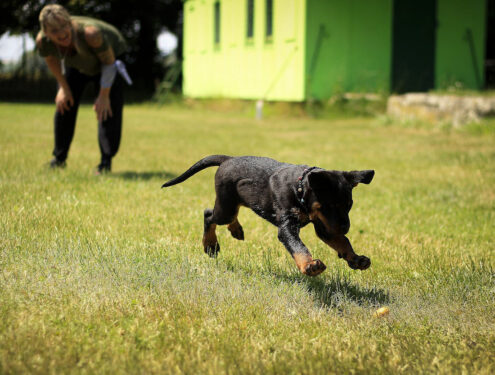 Adiestramiento canino - https://www.pexels.com/es-es/foto/cachorro-rottweiler-negro-y-fuego-corriendo-sobre-el-cesped-264005/