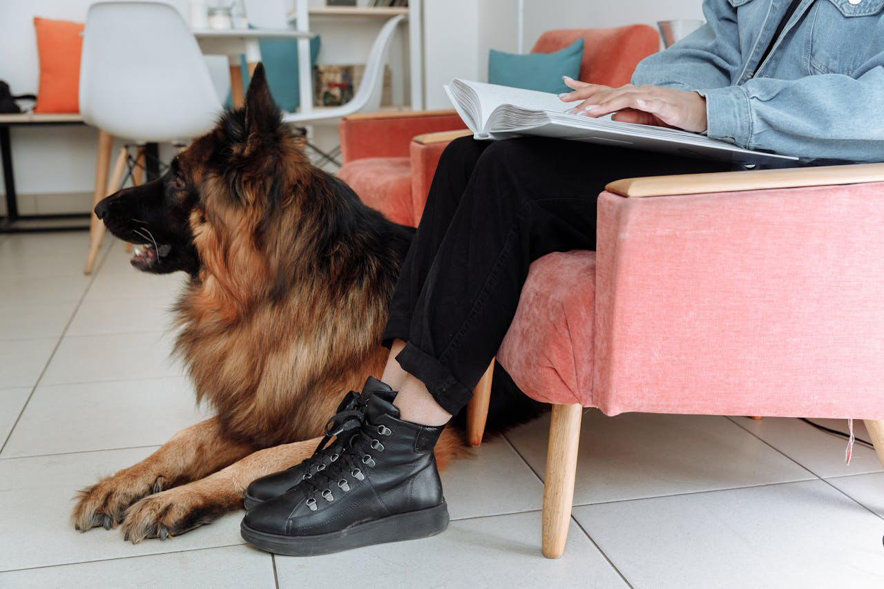 Adiestramiento canino - Foto de Thirdman: https://www.pexels.com/es-es/foto/persona-perro-mascota-sentado-7268581/