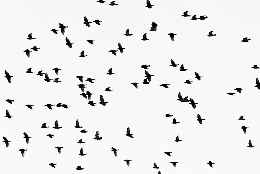 Aves migratorias - Foto de Aleksandar Pasaric: https://www.pexels.com/es-es/foto/foto-monocromatica-de-bandada-de-pajaros-voladores-1386454/