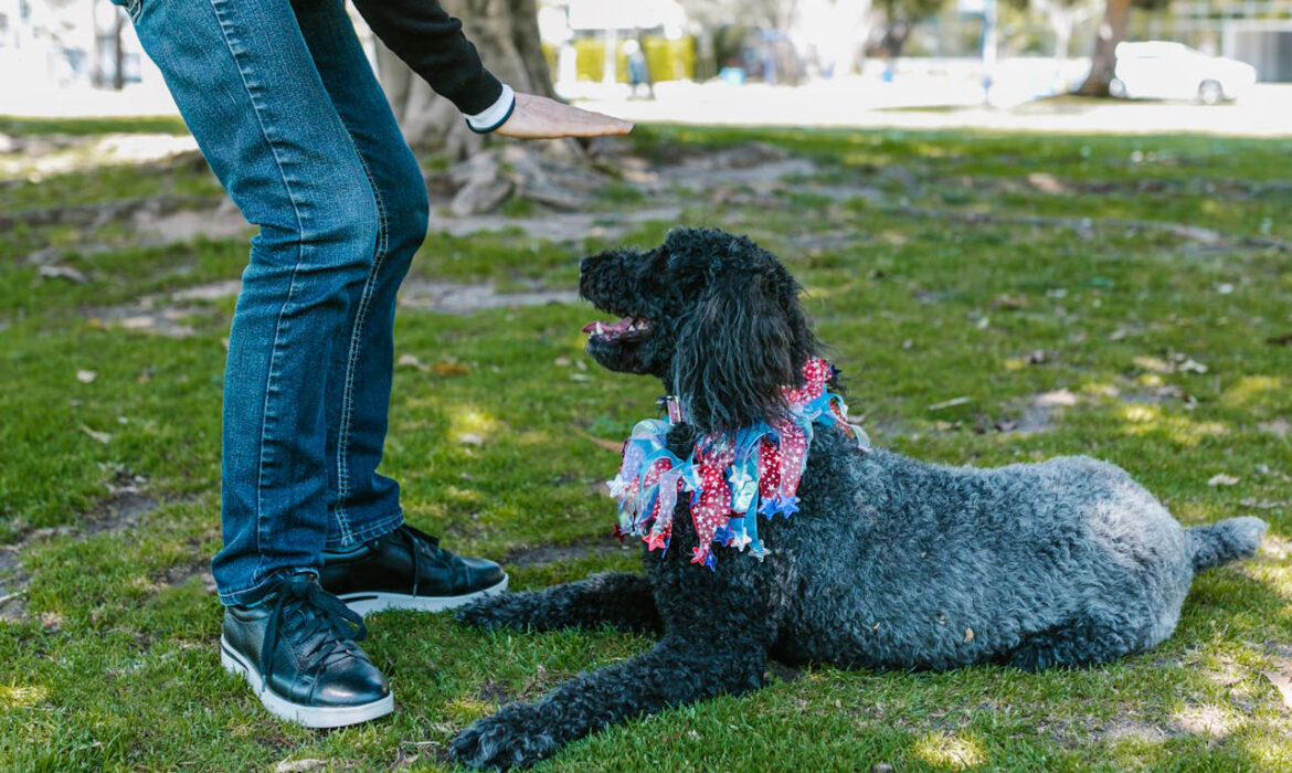 Entrenamiento perro - Foto de RDNE Stock project: https://www.pexels.com/es-es/foto/persona-perro-mascota-formacion-7516307/