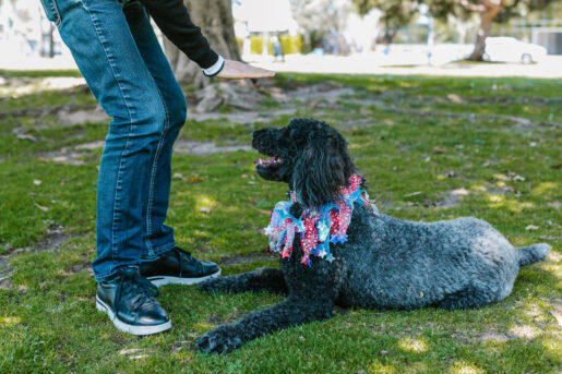 Entrenamiento perro - Foto de RDNE Stock project: https://www.pexels.com/es-es/foto/persona-perro-mascota-formacion-7516307/