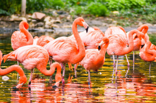 Flamencos - Foto de Frank Michler: https://www.pexels.com/es-es/foto/naturaleza-agua-animal-animales-6213478/