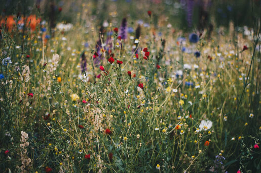 Flores campo - Foto de Kristina Paukshtite: https://www.pexels.com/es-es/foto/campo-de-flor-de-amapola-azul-blanca-y-roja-712876/