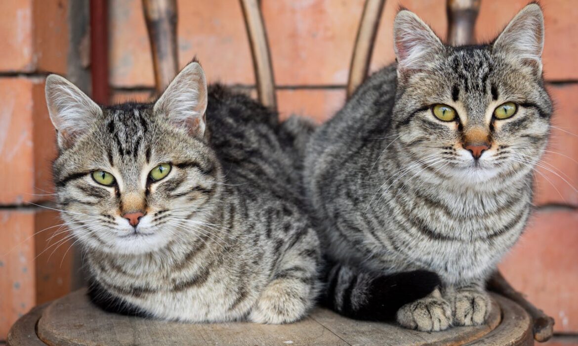 Gatos abandonados - Foto de Genadi Yakovlev: https://www.pexels.com/es-es/foto/mascota-ojos-animales-cabeza-5612702/
