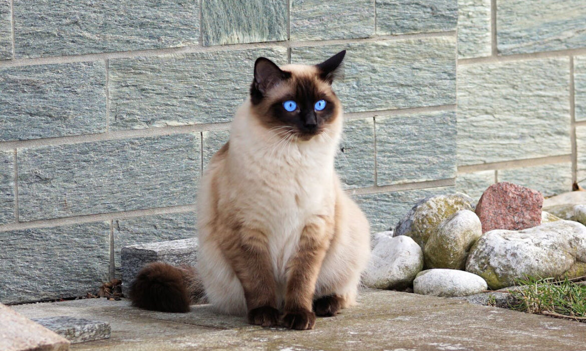 gatos - Foto de Pixabay: https://www.pexels.com/es-es/foto/gato-marron-357141/