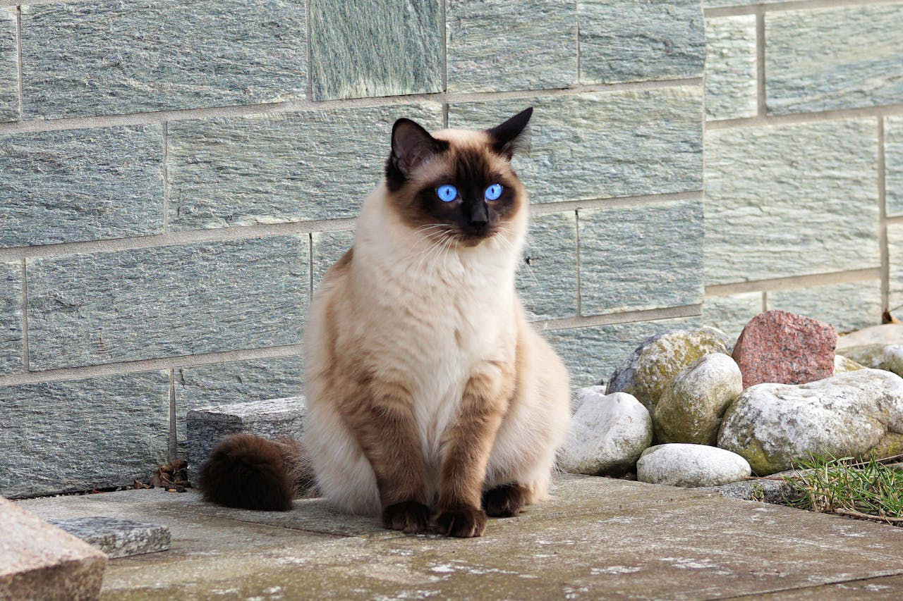 gatos - Foto de Pixabay: https://www.pexels.com/es-es/foto/gato-marron-357141/