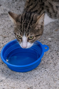 Gatos agua - Foto de Doğan Alpaslan Demir: https://www.pexels.com/es-es/foto/agua-mascota-bebiendo-gato-18540614/