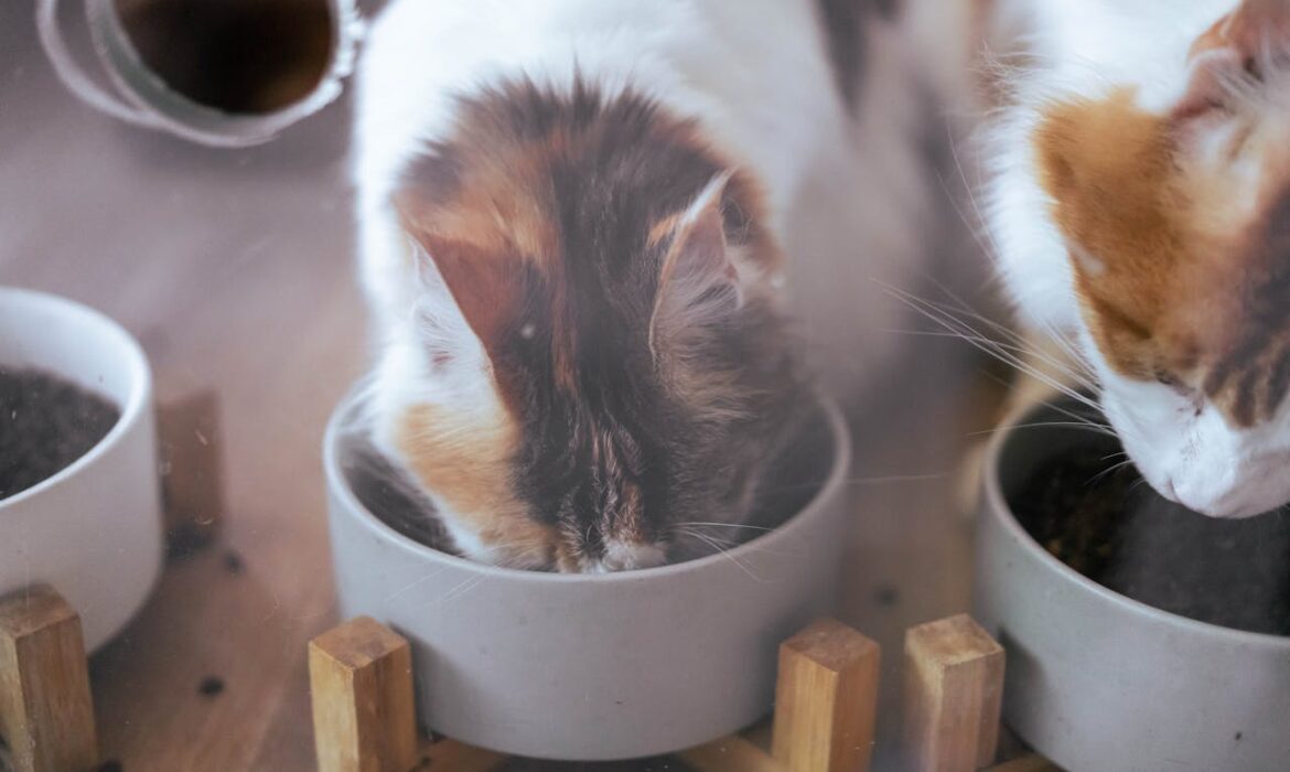 Gatos comiendo - Foto de .M.Q Huang: https://www.pexels.com/es-es/foto/comiendo-animal-mascota-gatos-6782551/
