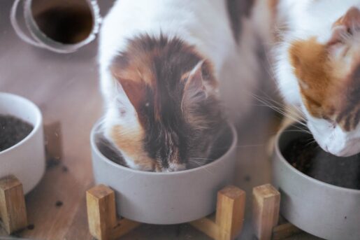 Gatos comiendo - Foto de .M.Q Huang: https://www.pexels.com/es-es/foto/comiendo-animal-mascota-gatos-6782551/