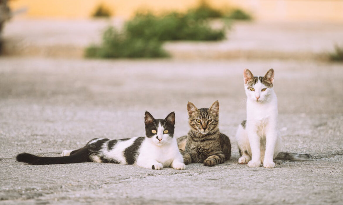 Gatos de la calle - Foto de Tim Raack: https://www.pexels.com/es-es/foto/calle-mono-gatos-pavimento-18110326/