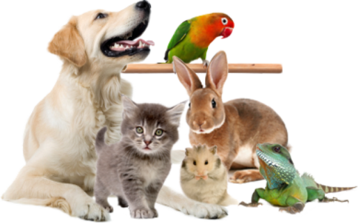 Mascotas - Foto: https://www.pngwing.com/es/free-png-cbuan/download