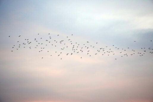 Migración - Foto de Arvind Aditya: https://www.pexels.com/es-es/foto/volador-cielo-hermoso-cielo-de-la-tarde-migracion-12519926/