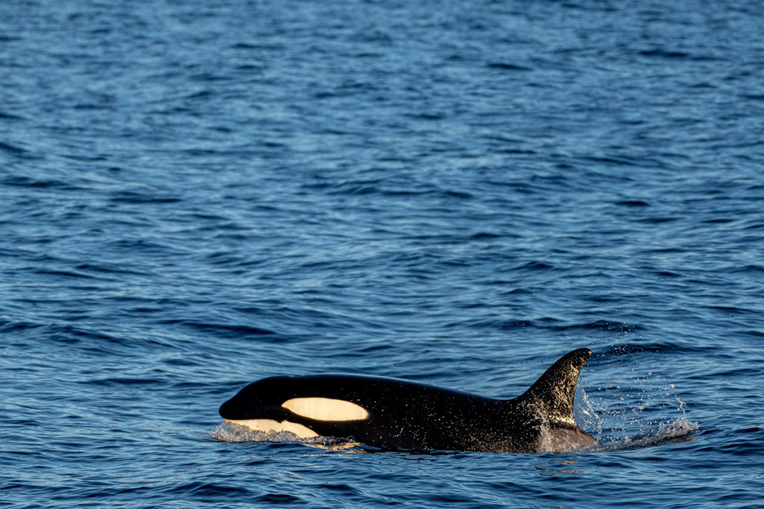 Orcas - Foto de Felix Rottmann: https://www.pexels.com/es-es/foto/mar-agua-animal-pez-10305575/