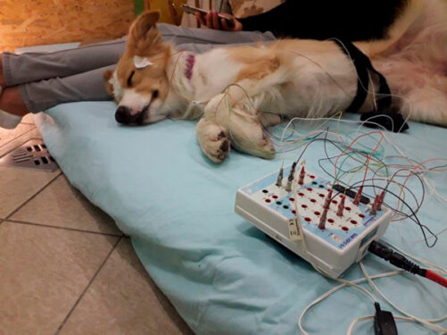 Los investigadores midieron la actividad cerebral de los perros durante el sueño mediante EEG - Foto propiedad de: Universidad Eötvös Loránd - Artículo: 2024.06.05