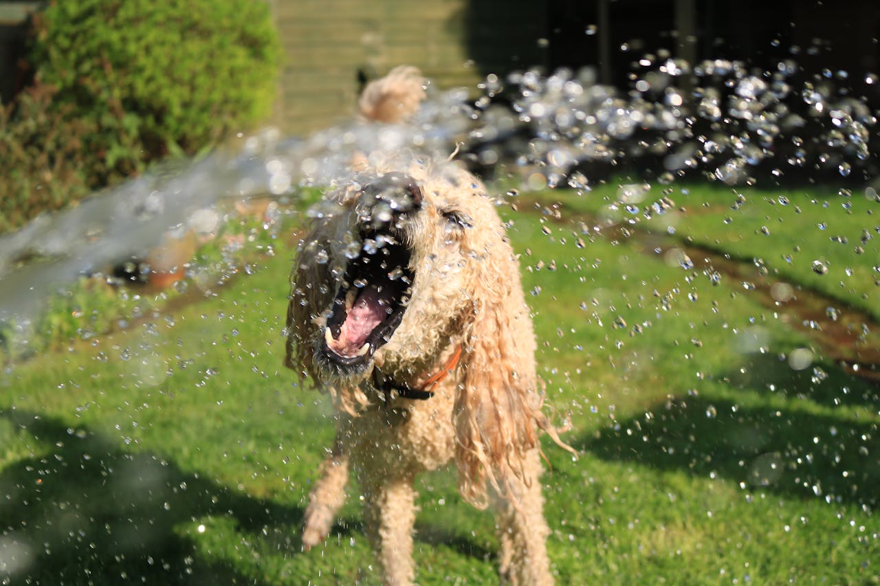 Perro jugando agua - Foto de Jack Geoghegan: https://www.pexels.com/es-es/foto/perro-empapado-y-mojado-de-pelo-largo-abre-la-boca-en-corrientes-de-agua-sobre-la-hierba-verde-1044056/