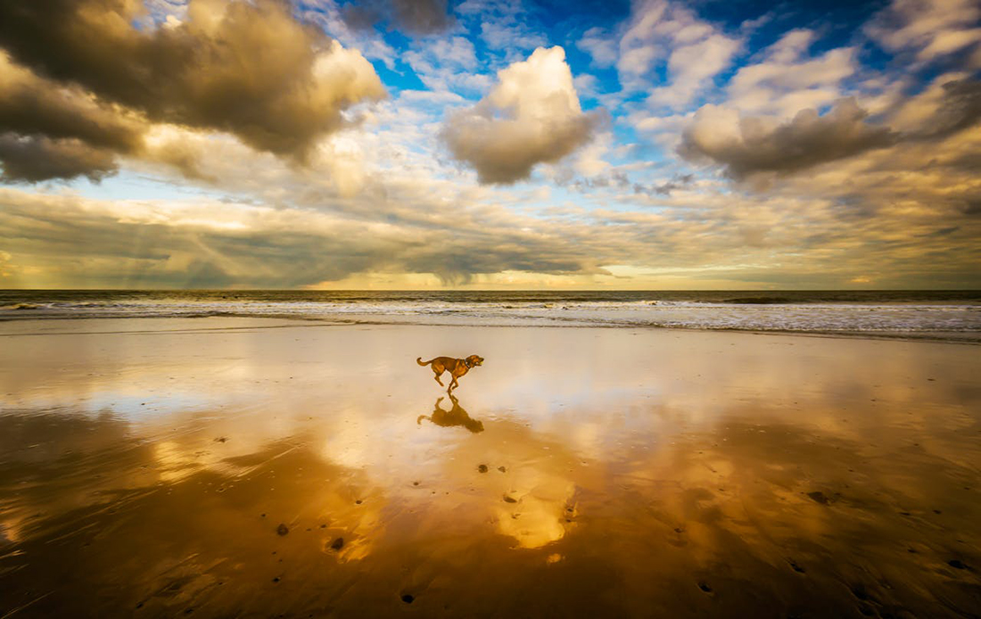 Perros anochecer - Foto de Ray Bilcliff: https://www.pexels.com/es-es/foto/perro-corriendo-en-la-orilla-del-mar-bajo-un-cielo-azul-y-nubes-blancas-1509237/