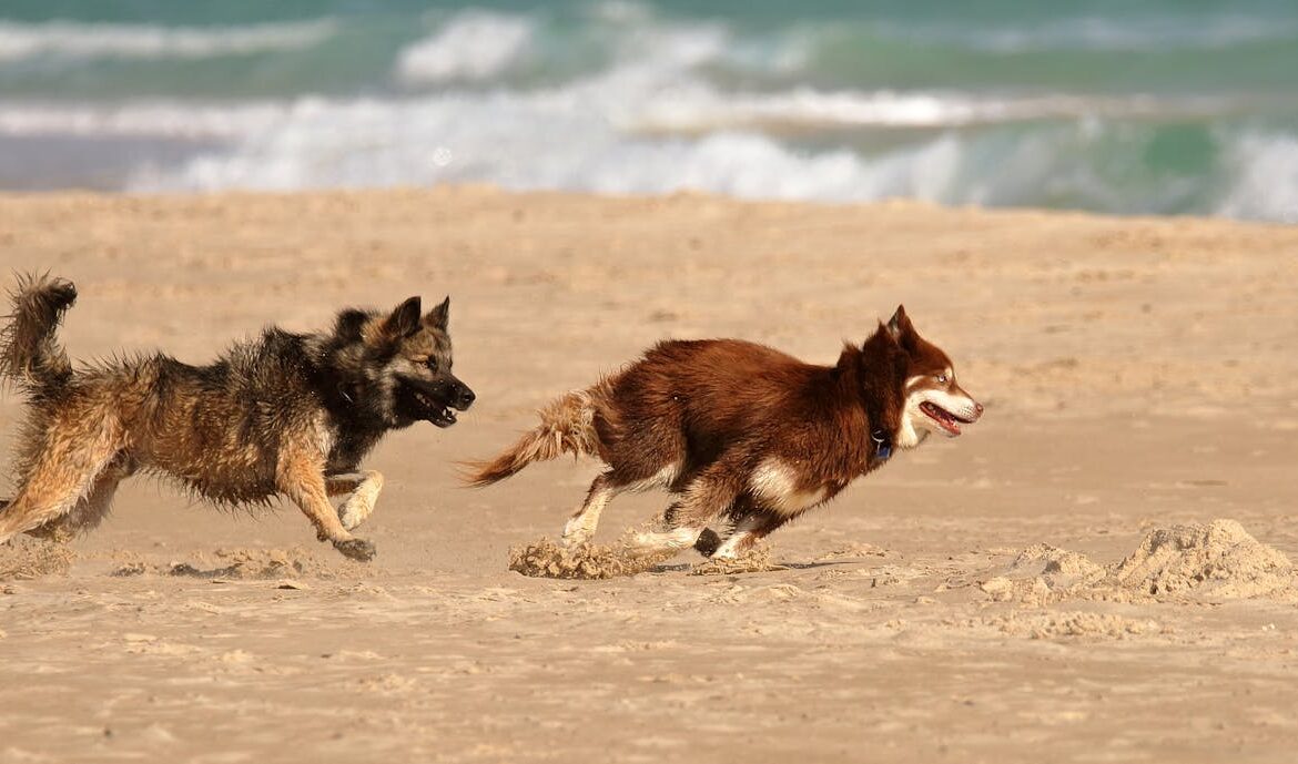 Perros en verano - Foto de Lior Binyamini: https://www.pexels.com/es-es/foto/mar-playa-arena-oceano-5651186/