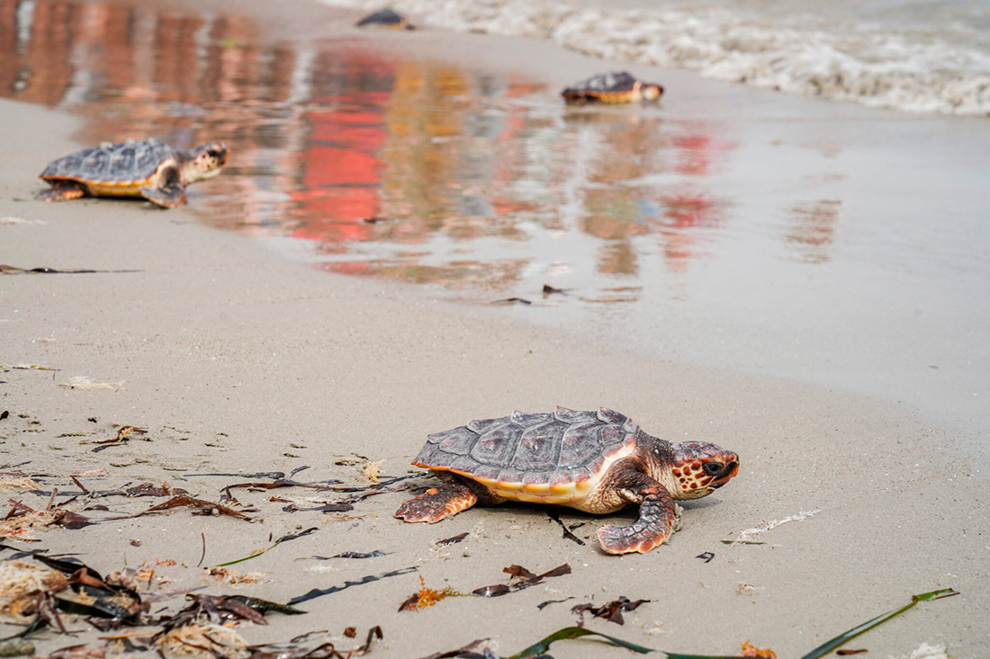 Sete tortugas marinas han sido liberadas - https://www.oceanografic.org/siete-tortugas-nacidas-de-un-nido-de-denia-el-pasado-verano-ya-estan-en-el-mar/