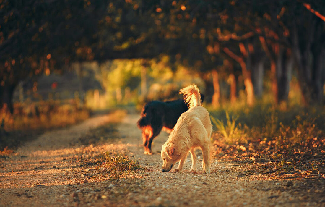 Abandono animal - Foto de Helena Lopes: https://www.pexels.com/es-es/foto/fotografia-de-enfoque-selectivo-de-dos-perros-en-medio-de-la-carretera-2027105/