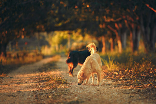Abandono animal - Foto de Helena Lopes: https://www.pexels.com/es-es/foto/fotografia-de-enfoque-selectivo-de-dos-perros-en-medio-de-la-carretera-2027105/