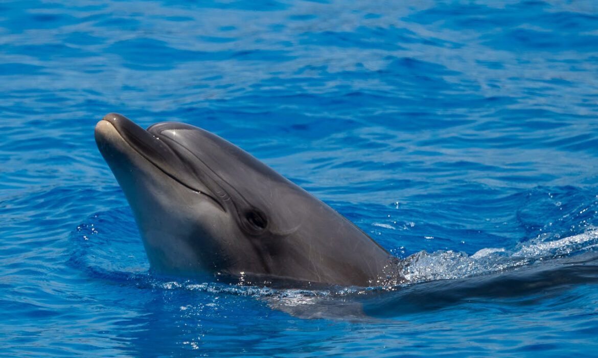 Delfín - Foto de William Warby: https://www.pexels.com/es-es/foto/delfin-19599882/