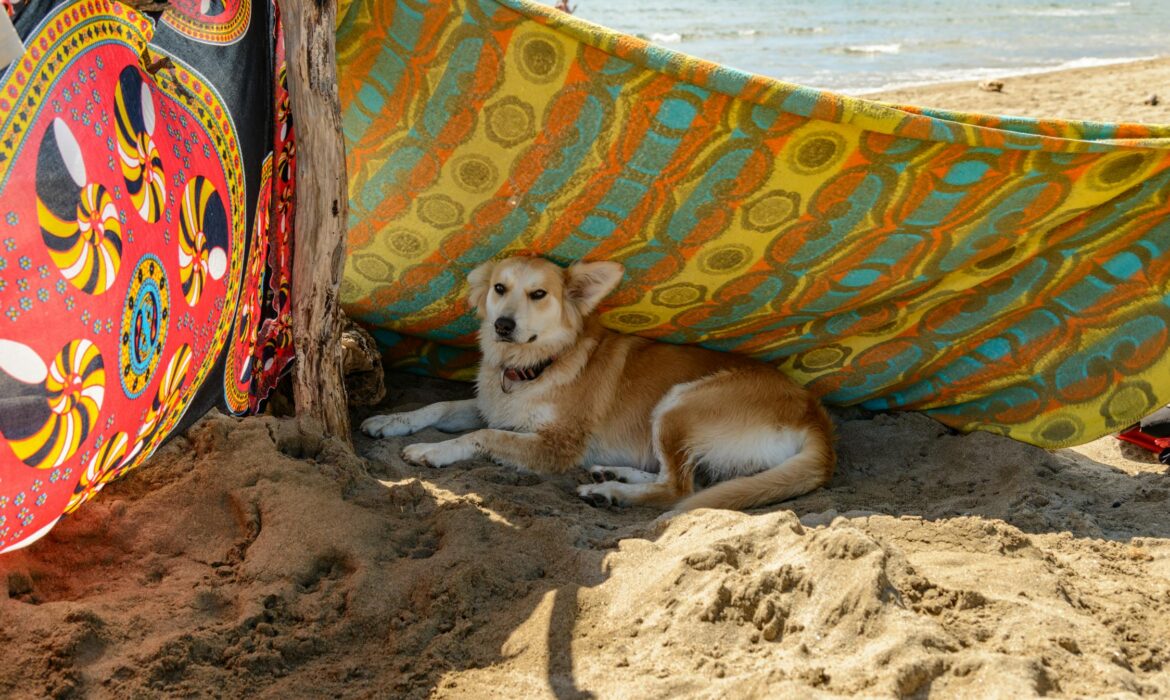 Viajar con perro - Foto de Petr Ganaj: https://www.pexels.com/es-es/foto/mar-playa-vacaciones-arena-6474891/