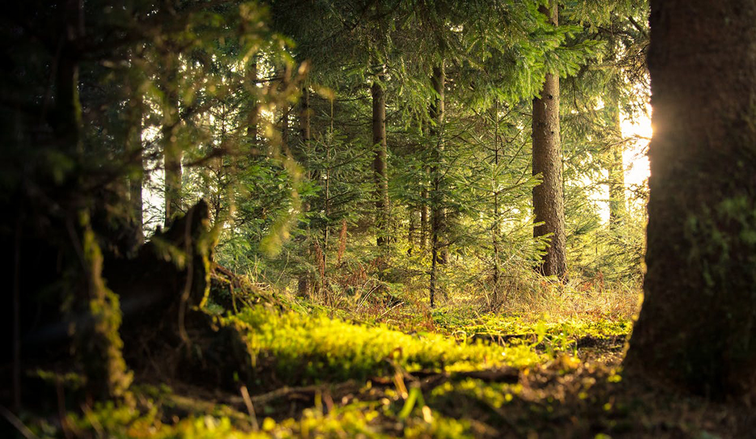 Foto de Nejc Košir: https://www.pexels.com/es-es/foto/arbol-de-hojas-verdes-338936/