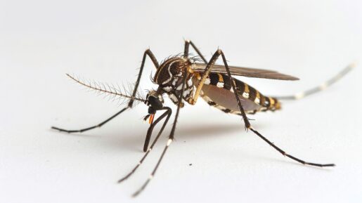 Mosquito leishmaniosis - Por buraratn - Adobe Stock