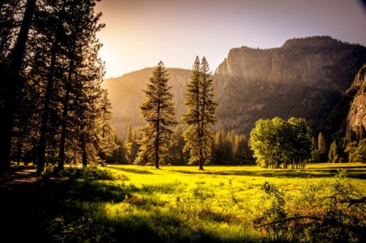 Bosque - Foto de André Cook