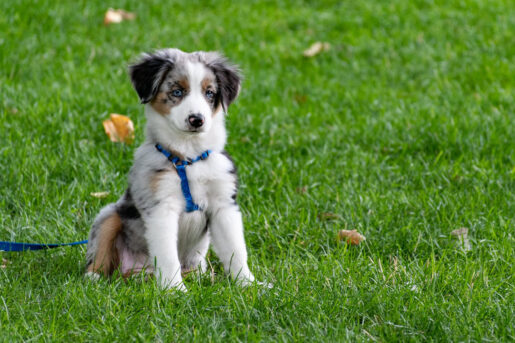 Perro en el parque - Foto de Brett Sayles: https://www.pexels.com/es-es/foto/cachorro-en-campo-de-hierba-1322182/