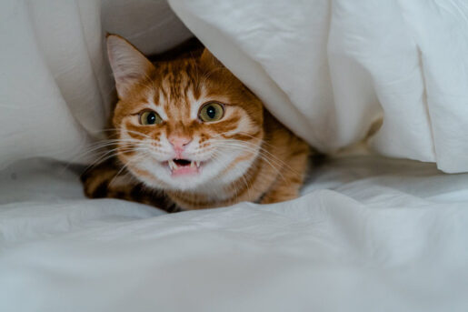 Gato escondido