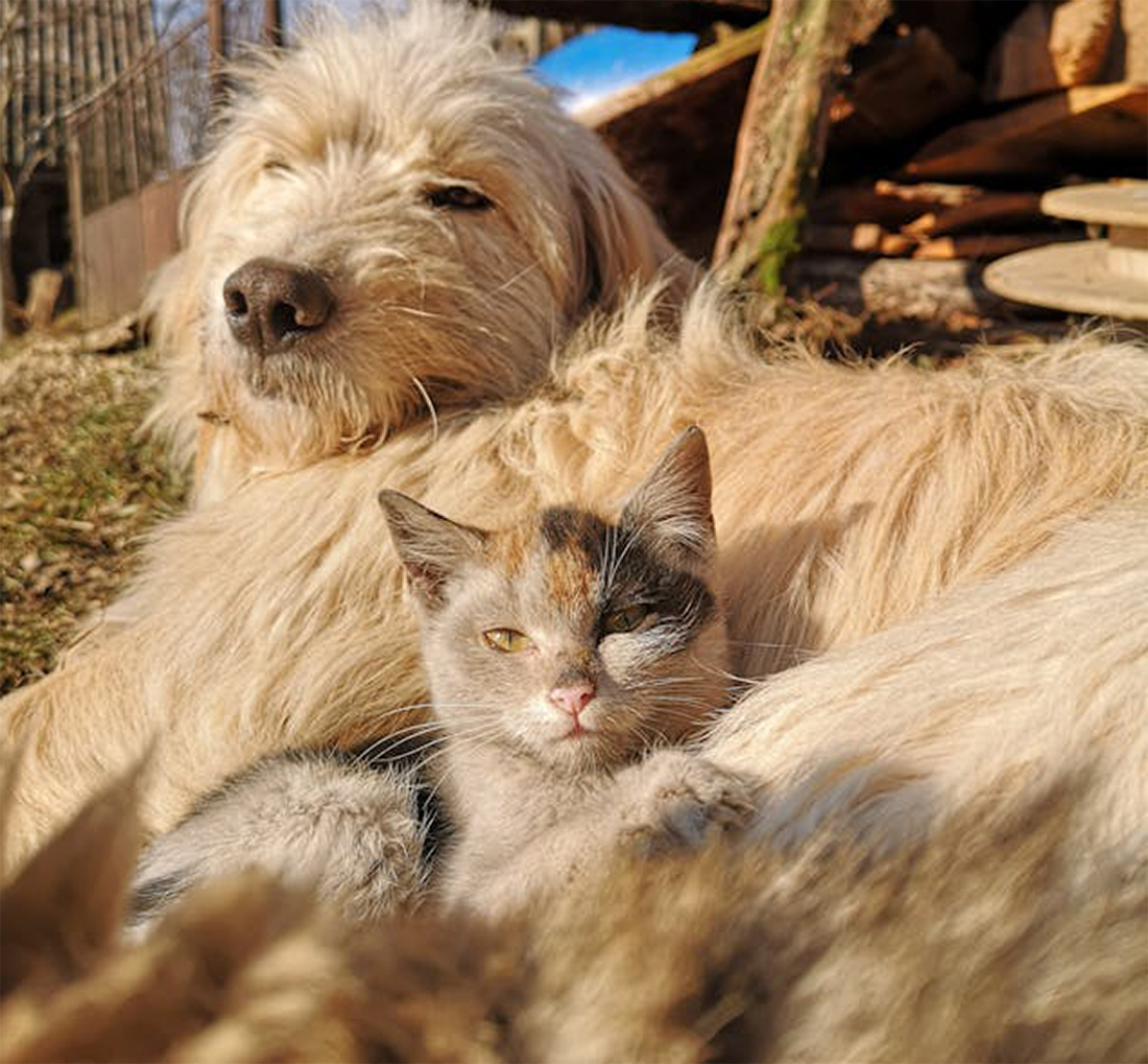 Perro y gato - Foto de Ioan-Dan Plesa: https://www.pexels.com/es-es/foto/primer-plano-de-un-perro-y-un-gato-sentados-juntos-14770947/