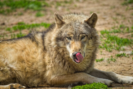 Lobo iberico - Foto de Adriaan Greyling: https://www.pexels.com/es-es/foto/lobo-beige-y-gris-sobre-la-hierba-verde-755447/