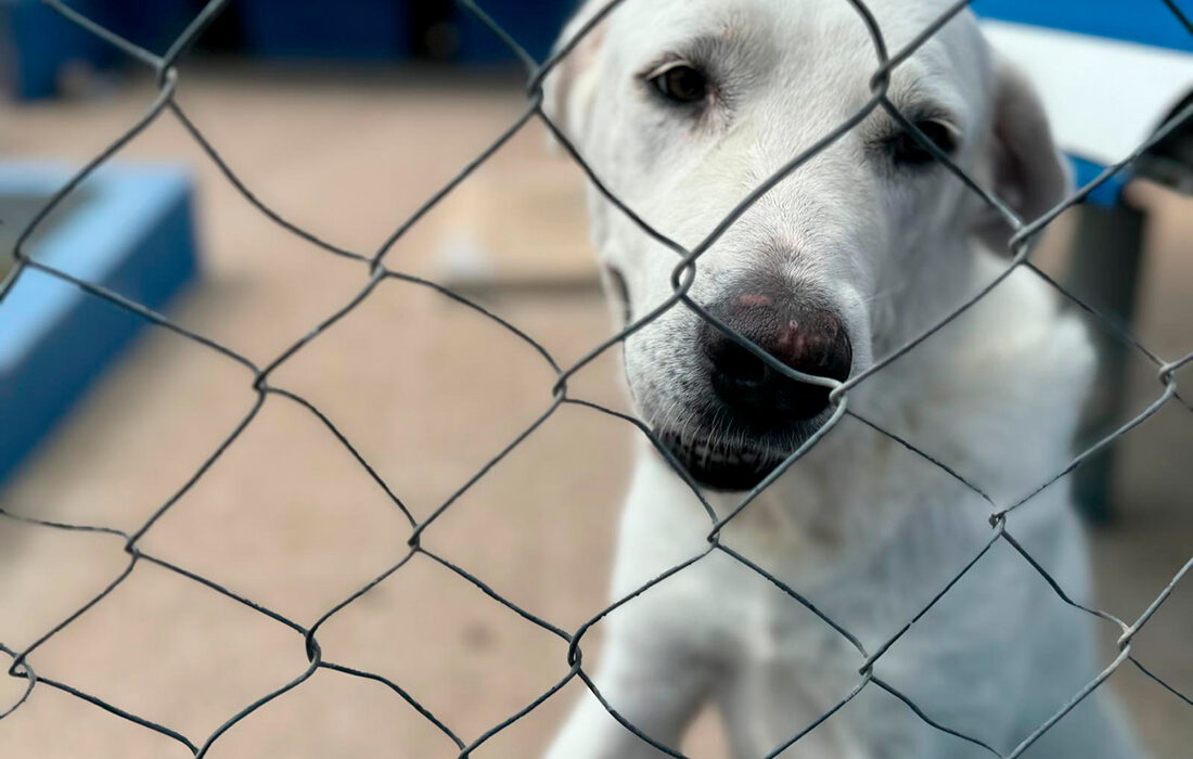 250427_donaciones_animales