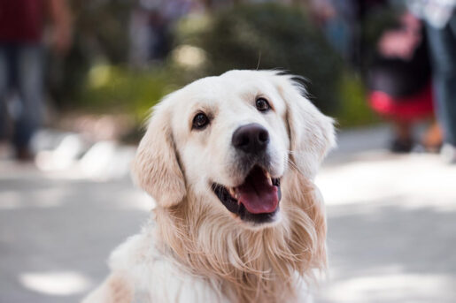 Perro - Foto de Svetozar Milashevich: https://www.pexels.com/es-es/foto/fotografia-de-primer-plano-de-golden-retriever-adulto-1490908/