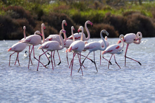 Flamencos
