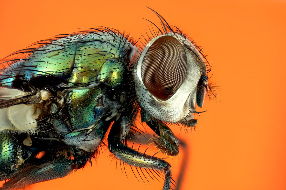 Mosca - Pexel - Foto de Rafael Minguet Delgado: https://www.pexels.com/es-es/foto/primer-plano-extremo-de-una-mosca-sobre-fondo-naranja-29578752/