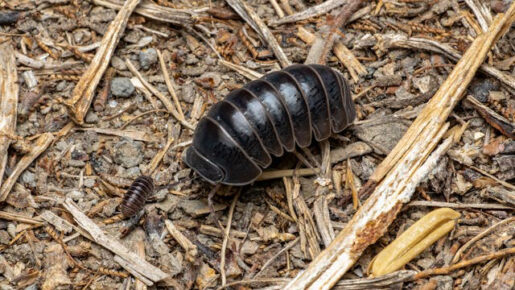 Cochinilla - Foto de Rafael Minguet Delgado: https://www.pexels.com/es-es/foto/vista-macro-de-armadillidium-vulgare-en-su-habitat-natural-33420808/