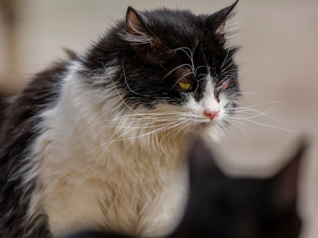 Gato enfermo - Foto de Engin Akyurt: https://www.pexels.com/es-es/foto/un-gato-con-un-ojo-enfermo-31035596/