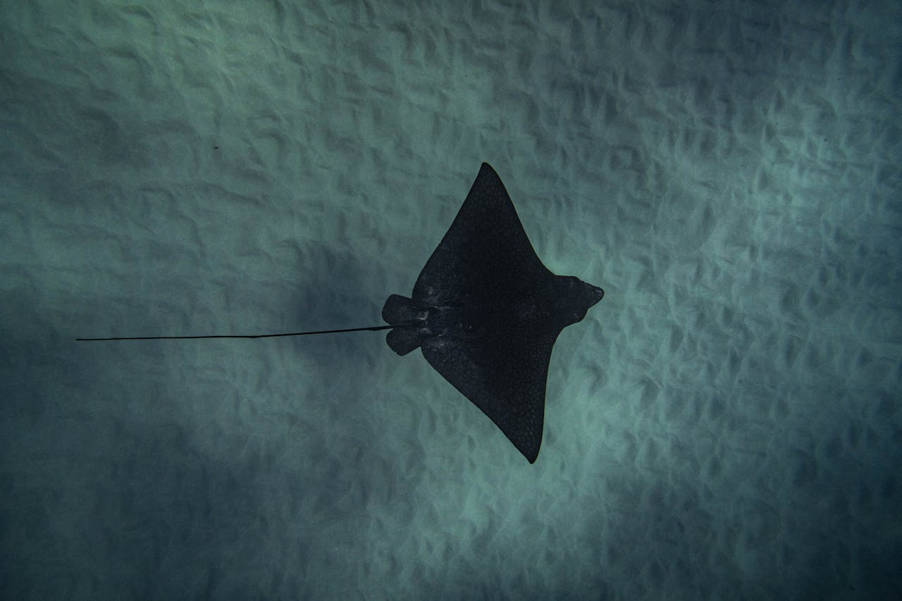 Mantarraya - Foto de Daniel Torobekov: https://www.pexels.com/es-es/foto/una-raya-aguila-se-desliza-bajo-el-agua-en-hawai-31740990/