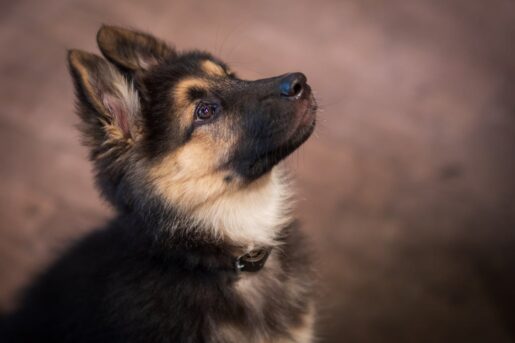 Pastor alemán - Foto de Haberdoedas Photography: https://www.pexels.com/es-es/foto/adorable-cachorro-de-pastor-aleman-mirando-hacia-arriba-33215700/