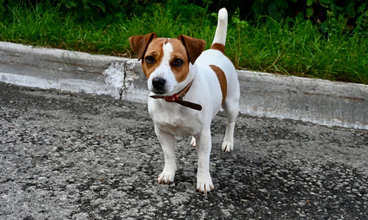 Foto de Albima: https://www.pexels.com/es-es/foto/perro-jack-rassel-33447210/