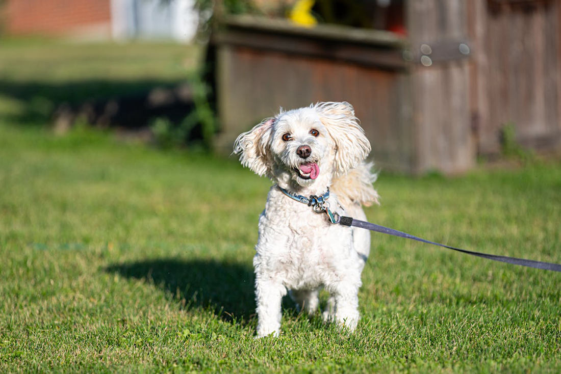 Perro con correa - https://www.pexels.com/es-es/foto/caniche-feliz-en-el-cesped-verde-al-aire-libre-33151960/