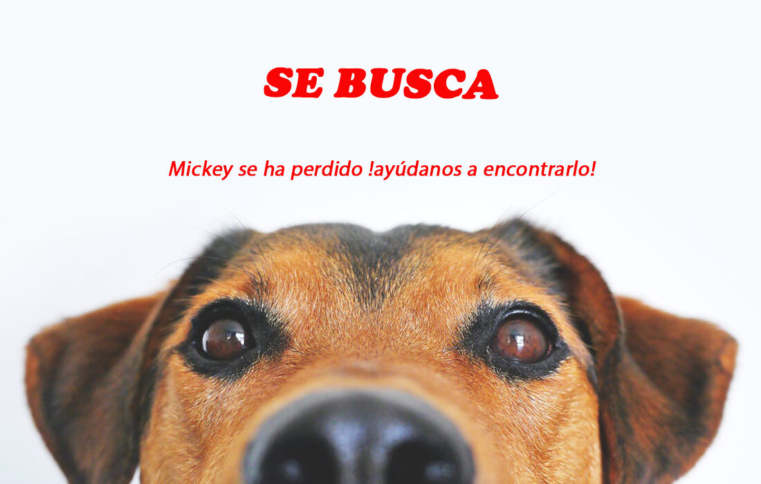 perro-perdido-1